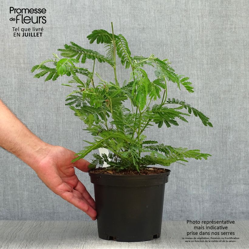 Esemplare di Acacia dealbata - Mimosa Vaso da 2L/3L consegnato in estate