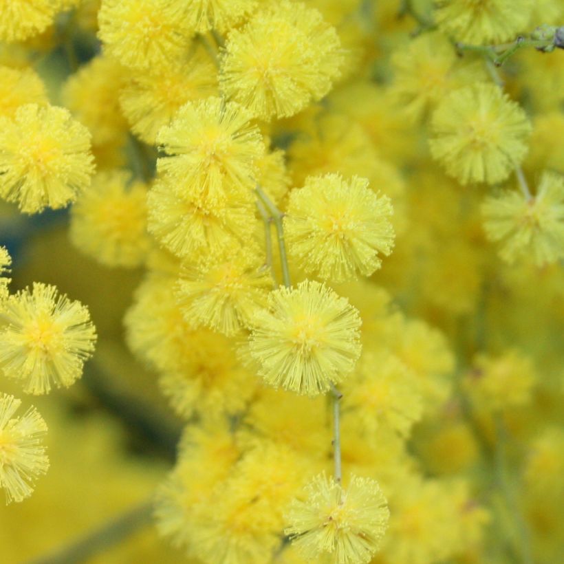 Acacia Clair De Lune - Mimosa (Flowering)