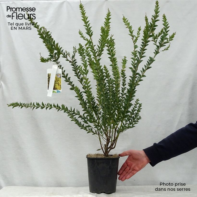 Acacia pravissima - Mimosa Vaso da 3L/4L esemplare consegnato in primavera