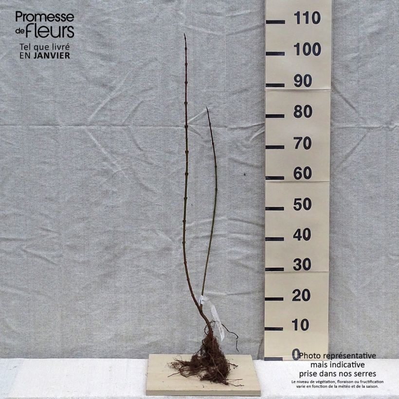 Forsizia Lynwood Piante piccole a radice nuda, A cespuglio esemplare consegnato in inverno