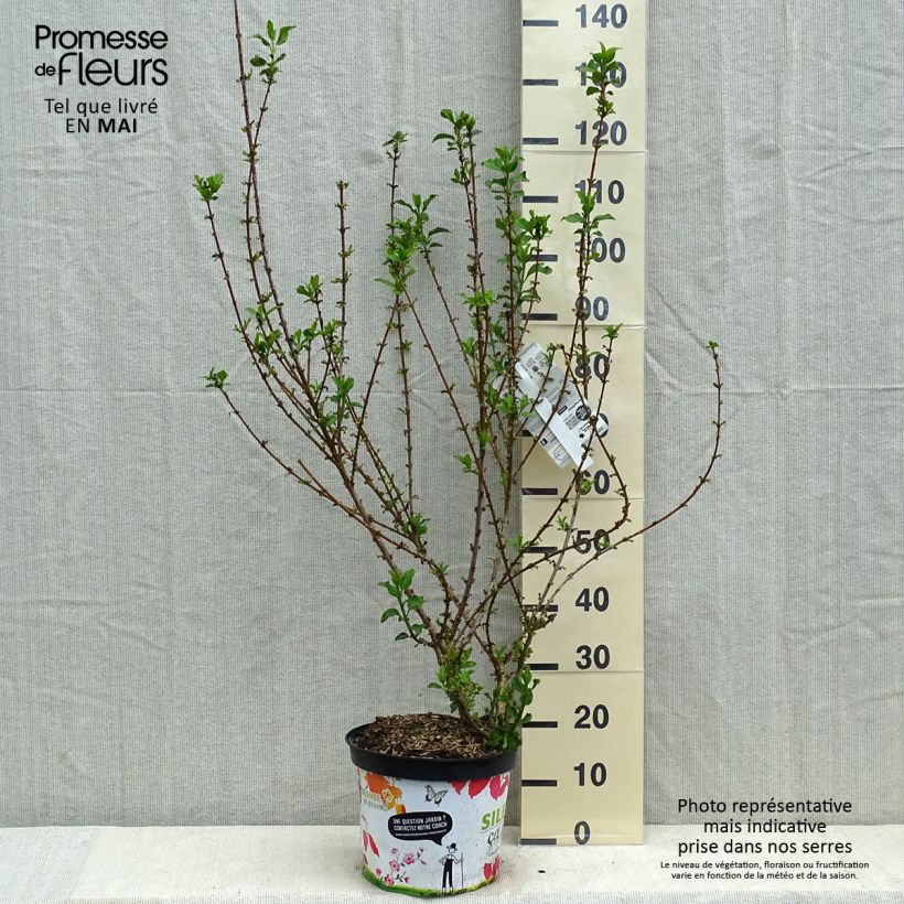 Example of Forsizia Mindor Vaso da 7,5L/10L as you get in printemps
