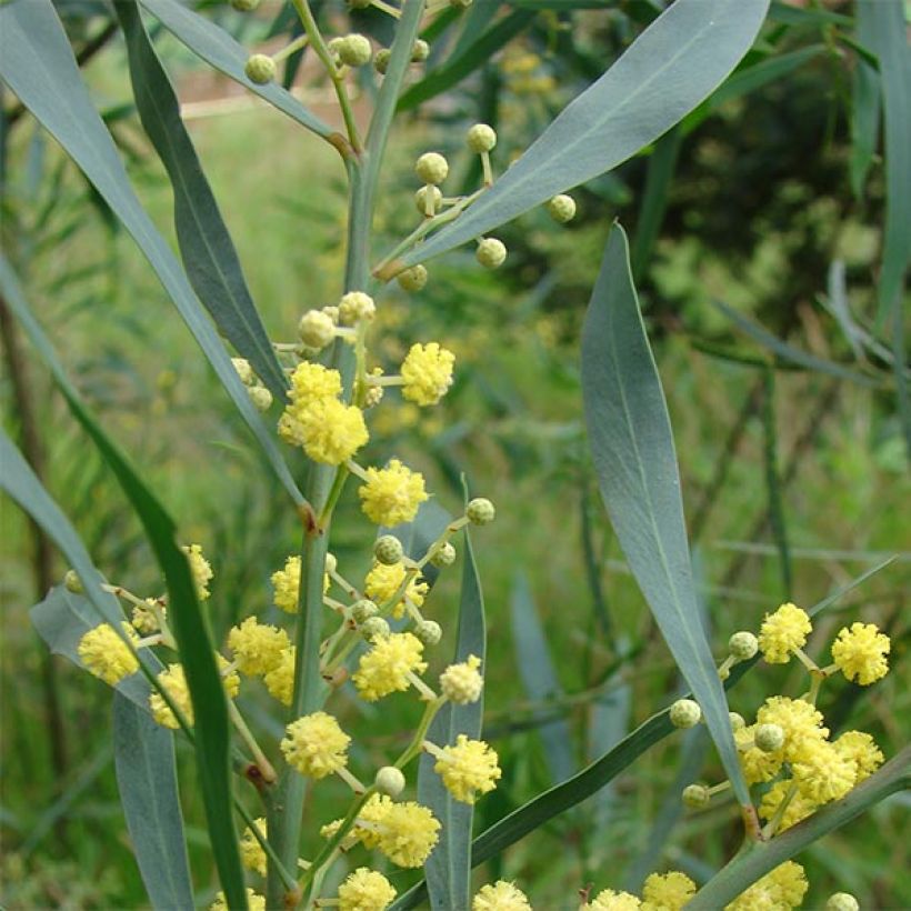 Acacia retinodes - Mimosa 4 stagioni (Foliage)