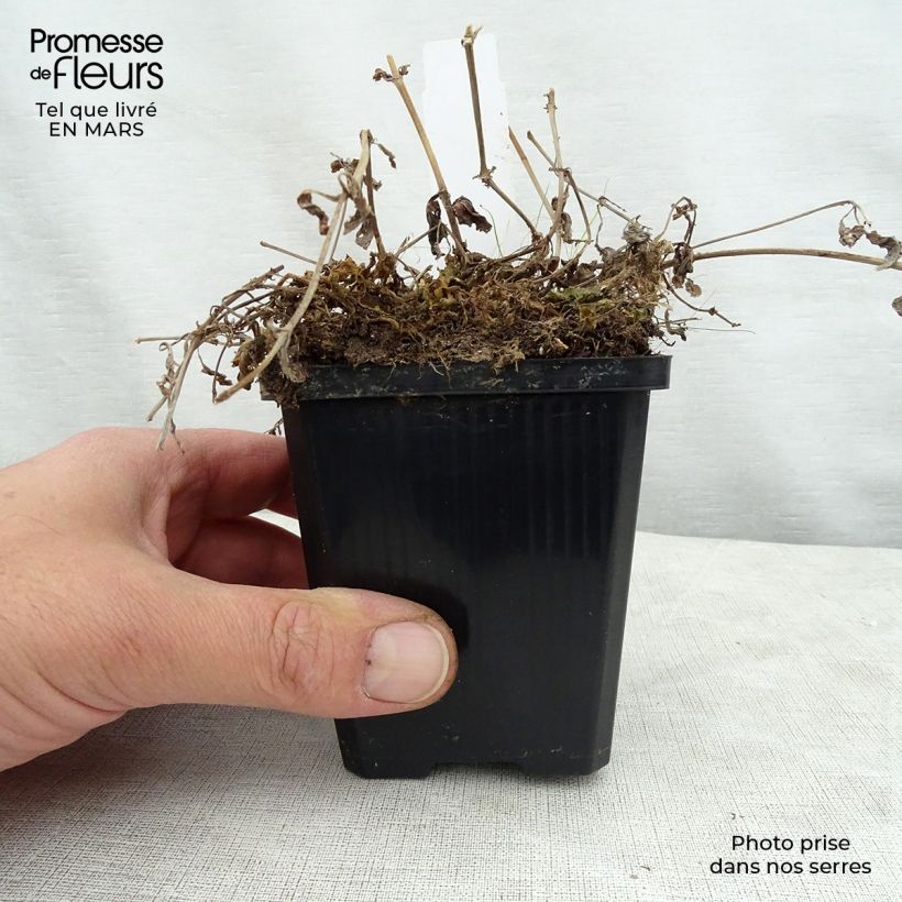 Mimulus luteus Vasetto da 8/9 cm esemplare consegnato in primavera