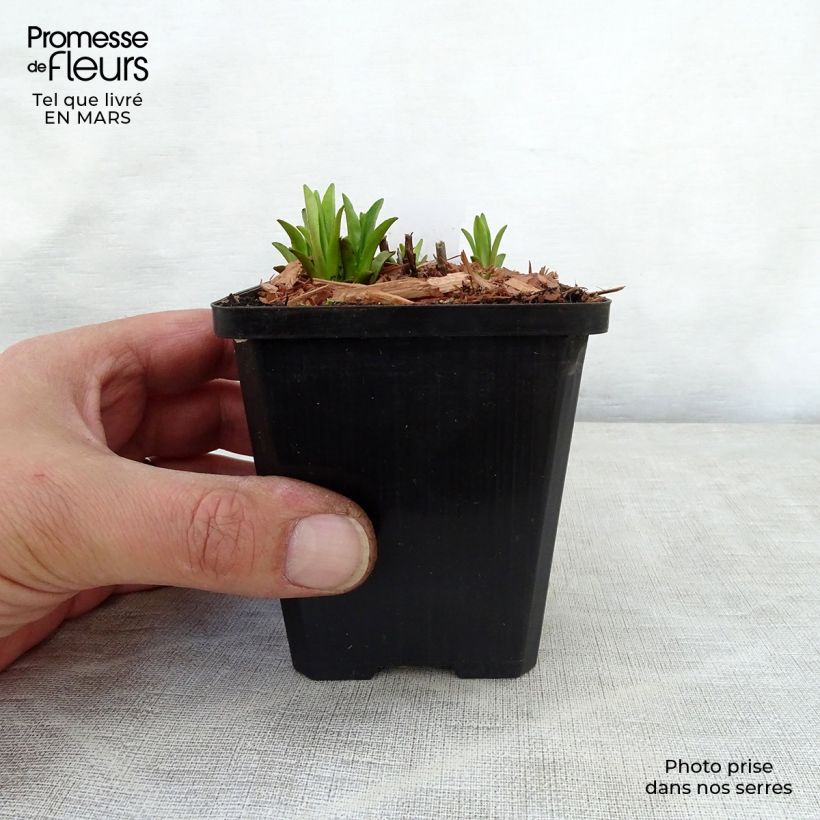 Mimulus ringens - Mimolo ringhioso Vasetto da 8/9 cm esemplare consegnato in primavera