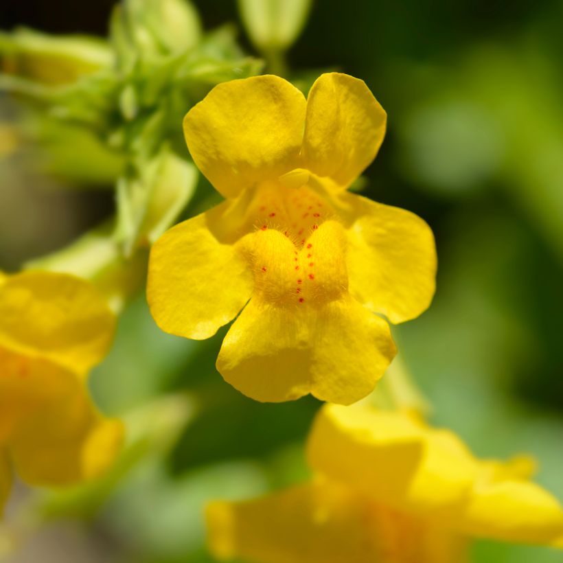 Mimulus luteus (Fioritura)