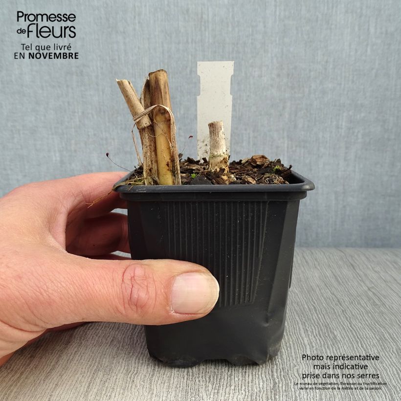 Esemplare di Miscanthus giganteus Vasetto da 8/9 cm come consegnato in autunno
