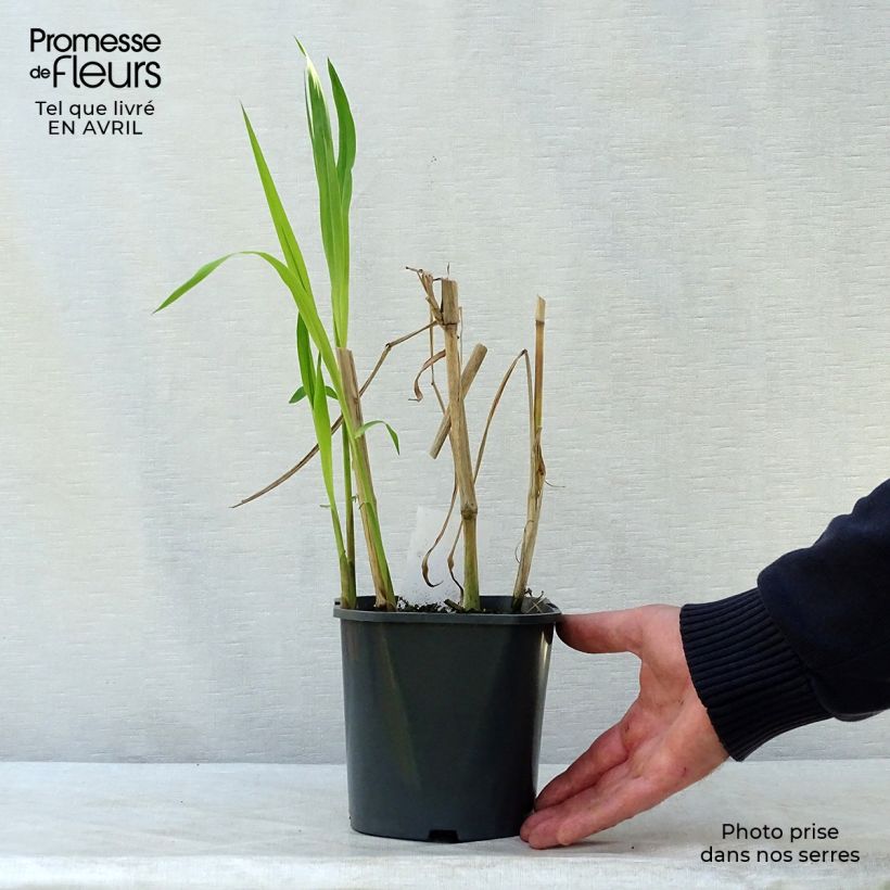 Miscanthus giganteus Vaso da 2L/3L esemplare consegnato in primavera