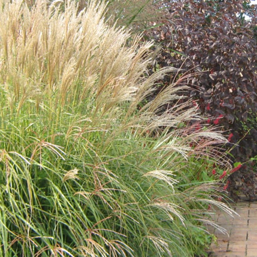 Miscanthus sinensis Yaku-Jima (Flowering)