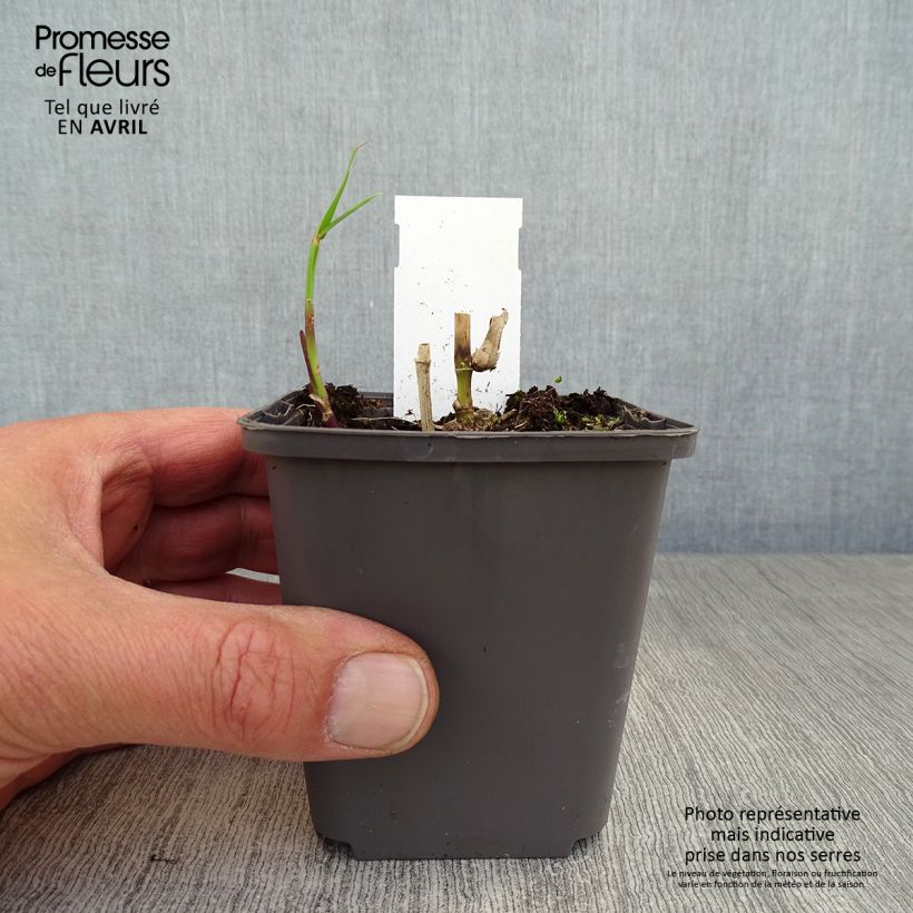 Example of Miscanthus floridulus - Miscanto florido Vasetto da 8/9 cm as you get in printemps