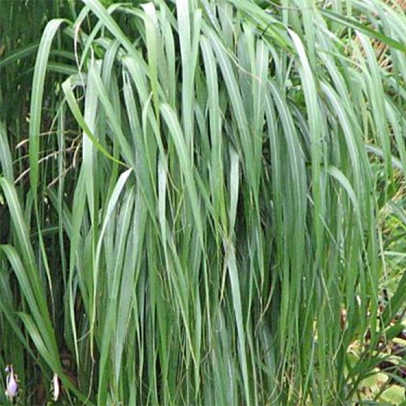 Miscanthus sacchariflorus (Fogliame)