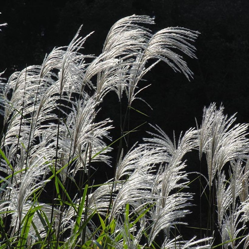 Miscanthus sacchariflorus (Fioritura)