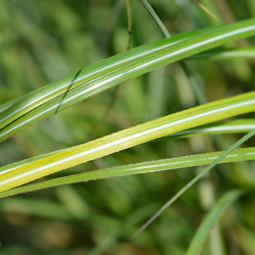 Miscanthus sinensis Adagio (Foliage)