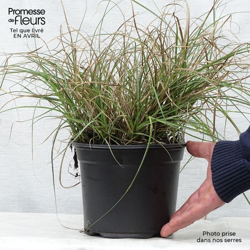 Example of Miscanthus sinensis Adagio Vaso da 2L/3L as you get in printemps