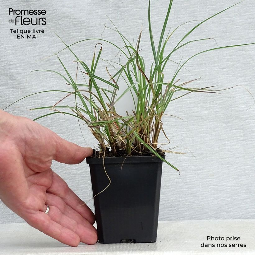 Example of Miscanthus sinensis Adagio Vasetto da 8/9 cm as you get in printemps
