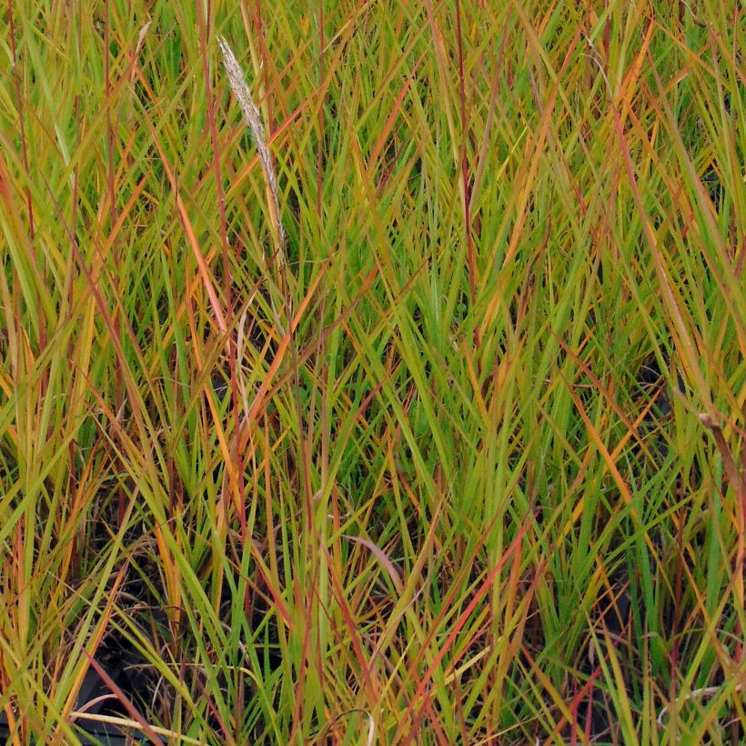 Miscanthus sinensis Afrika (Foliage)