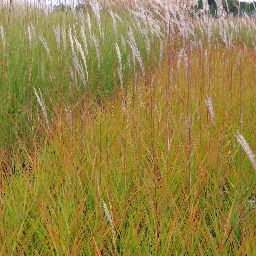 Miscanthus sinensis Afrika (Plant habit)