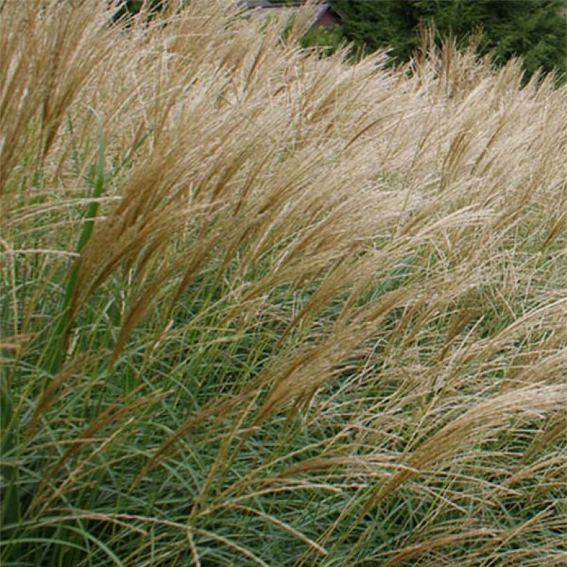 Miscanthus sinensis Arabesque (Fioritura)