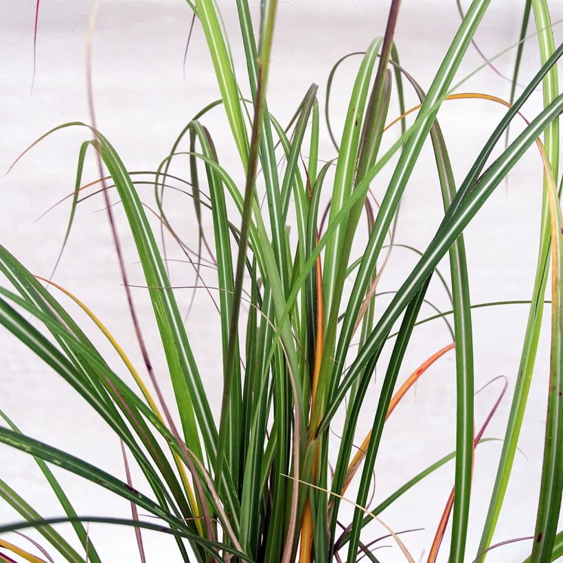 Miscanthus sinensis Arabesque (Fogliame)