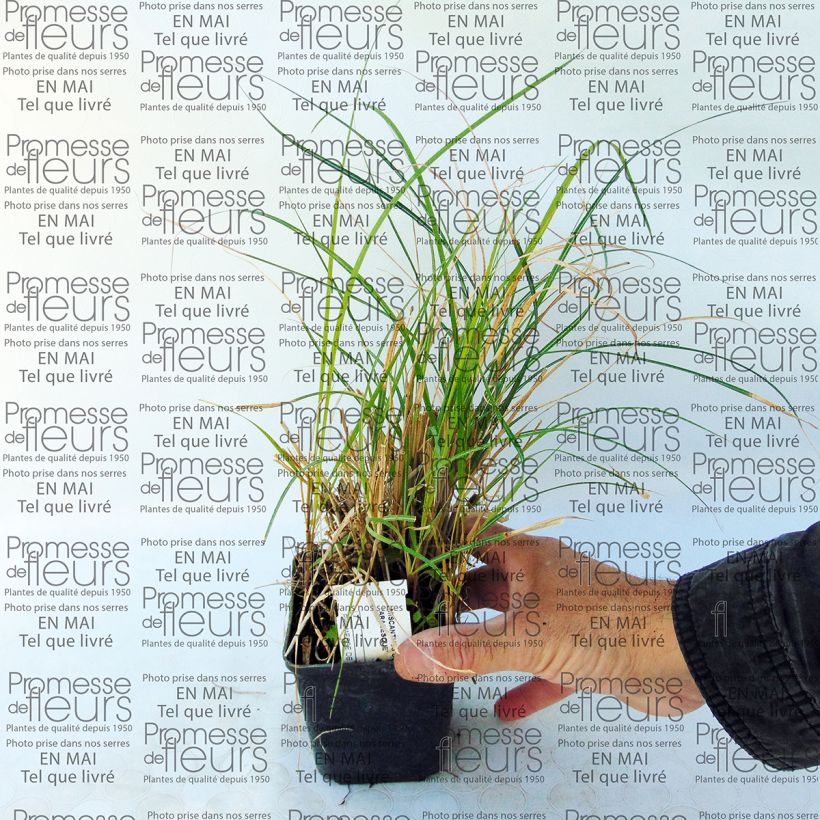 Esempio di esemplare Miscanthus sinensis Arabesque Vasetto da 8/9 cm come consegnato