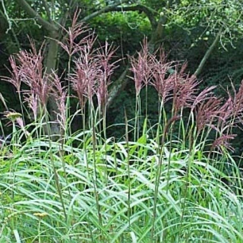 Miscanthus sinensis August Feder (Flowering)