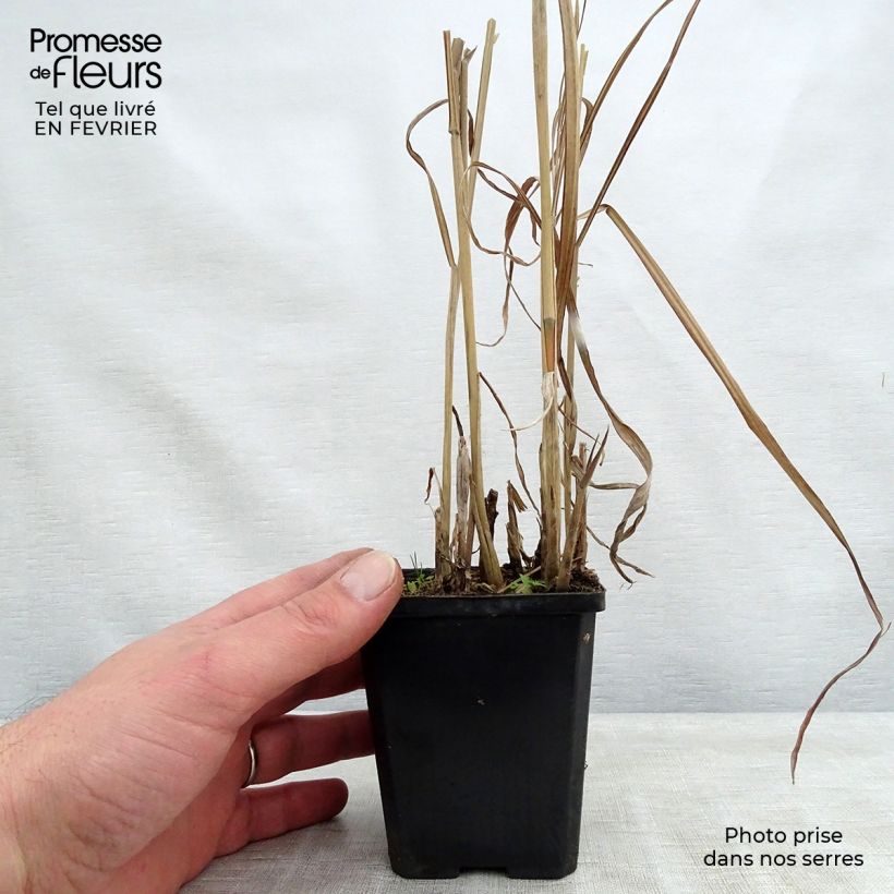 Example of Miscanthus sinensis August Feder Vasetto da 8/9 cm as you get in hiver