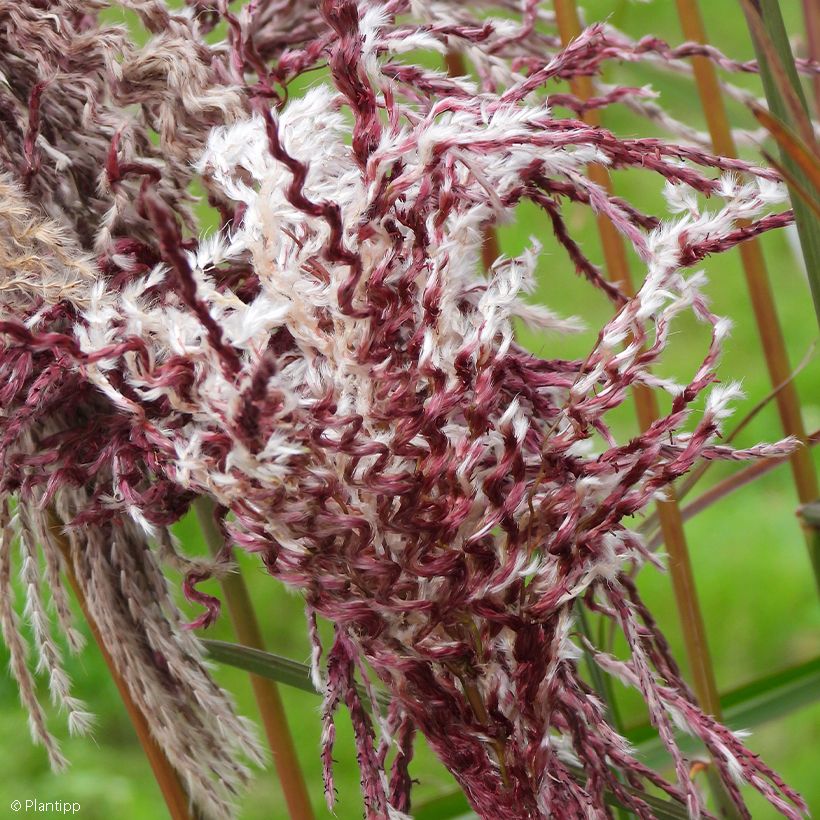 Miscanthus sinensis Boucle (Flowering)