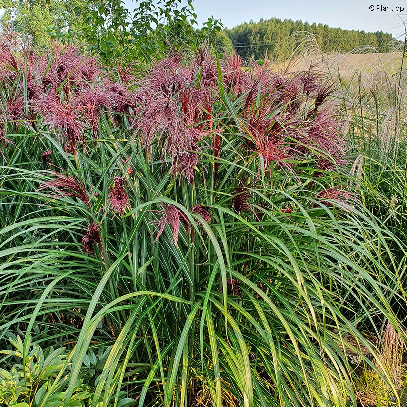 Miscanthus sinensis Boucle (Plant habit)