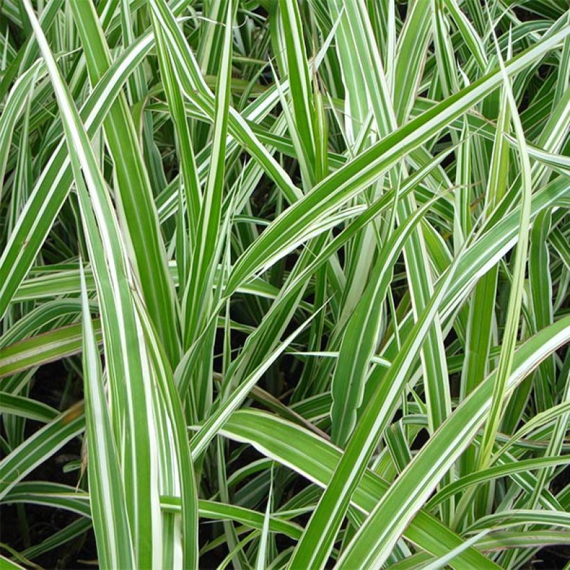 Miscanthus sinensis Cabaret (Foliage)