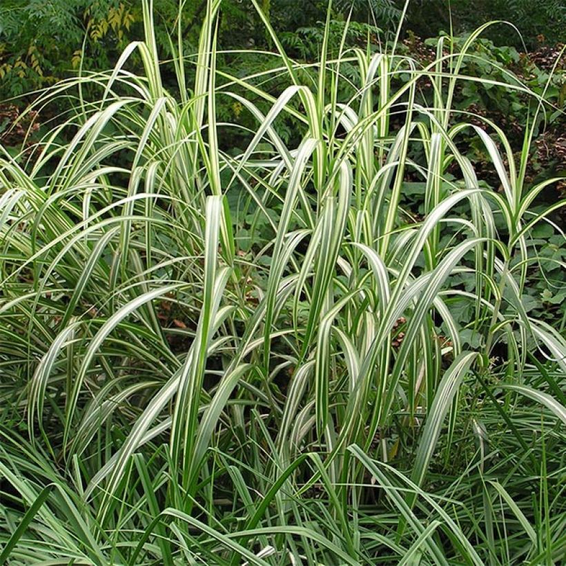 Miscanthus sinensis Cabaret (Plant habit)