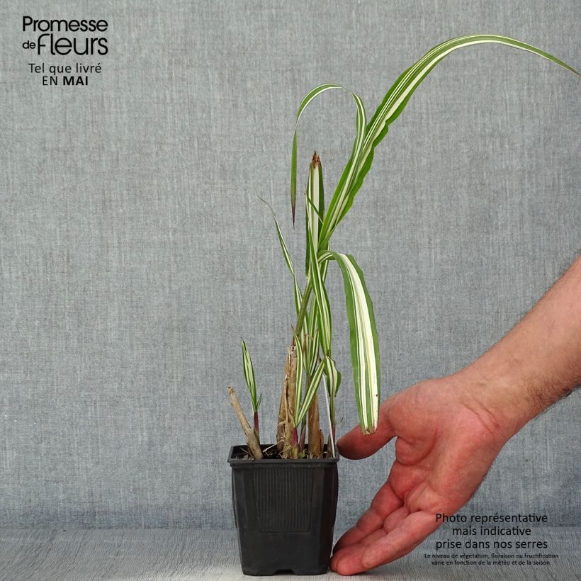 Example of Miscanthus sinensis Cabaret Vasetto da 8/9 cm as you get in printemps