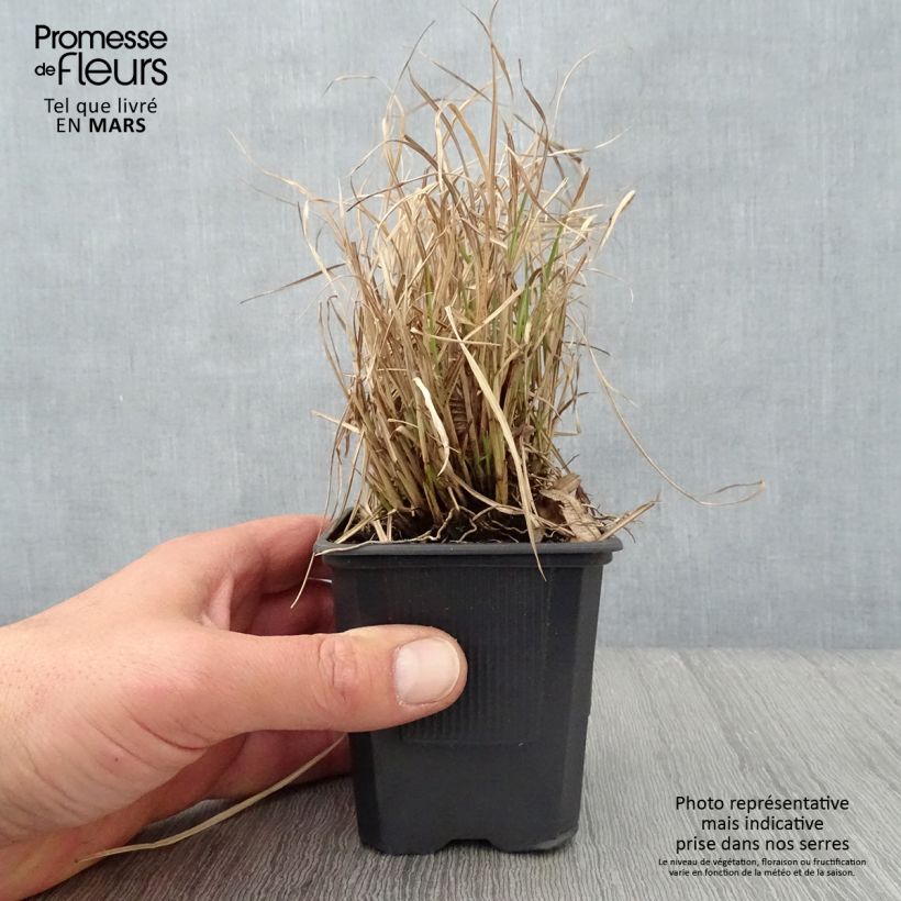 Miscanthus sinensis Cute One Vasetto da 8/9 cm esemplare consegnato in primavera
