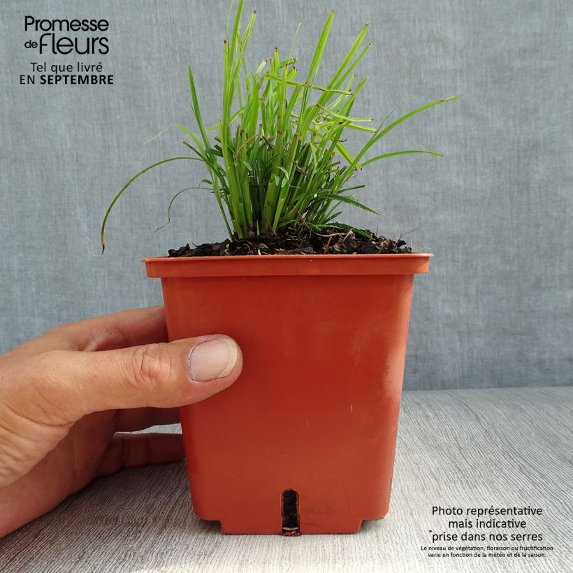 Esemplare di Miscanthus sinensis Cute One - Roseau de Chine nain. Pot de 1L/1,5L come consegnato in autunno