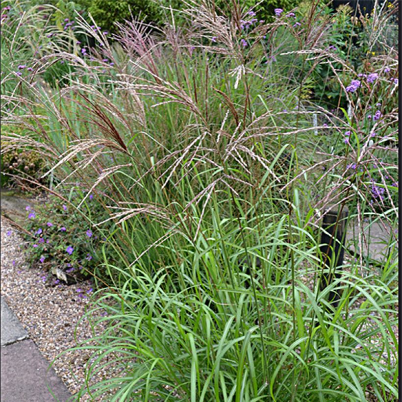Miscanthus sinensis Emmanuel Lepage (Fioritura)