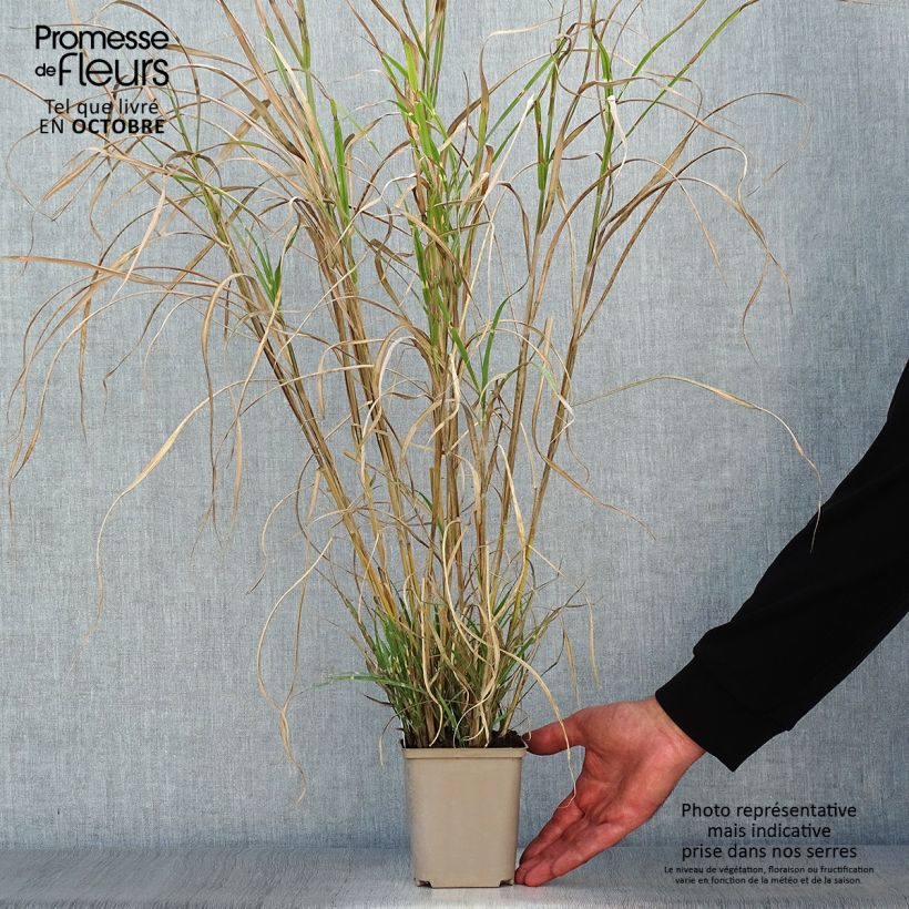 Esemplare di Miscanthus sinensis Etincelle Vasetto da 8/9 cm come consegnato in autunno