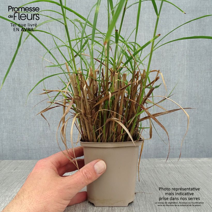 Example of Miscanthus sinensis Etincelle Vasetto da 8/9 cm as you get in printemps