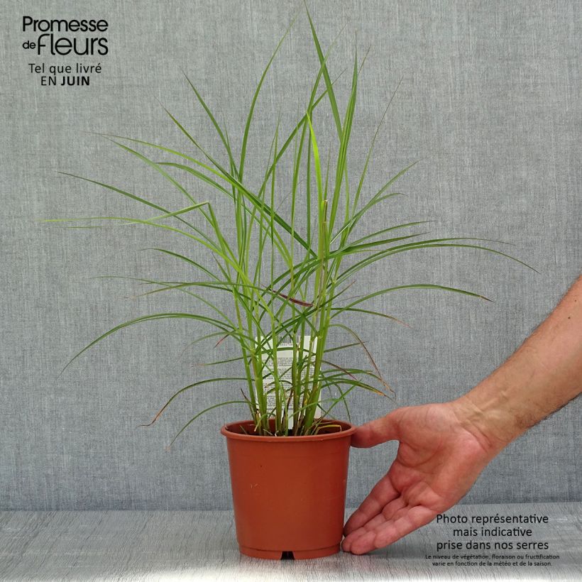 Miscanthus sinensis Ferner Osten Vaso da 1L/1,5L esemplare consegnato in primavera