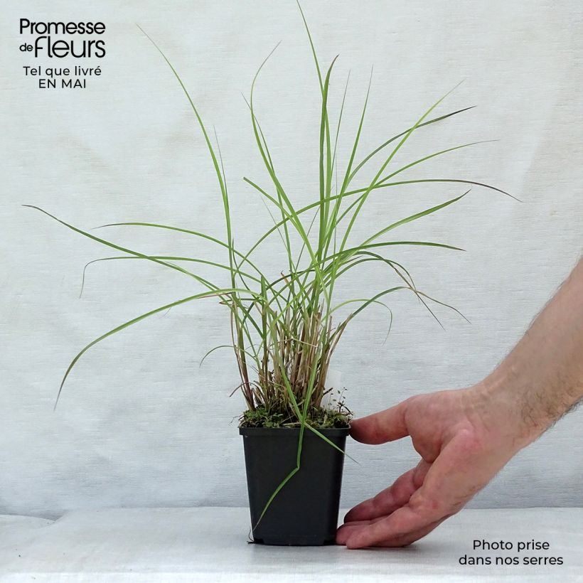 Miscanthus sinensis Flamingo Vasetto da 8/9 cm esemplare consegnato in primavera