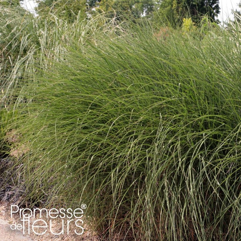 Miscanthus sinensis Gnom (Plant habit)