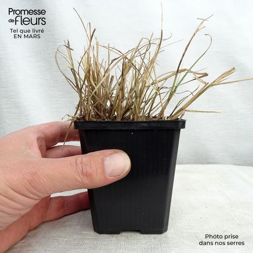 Example of Miscanthus sinensis Gnom Vasetto da 8/9 cm as you get in printemps