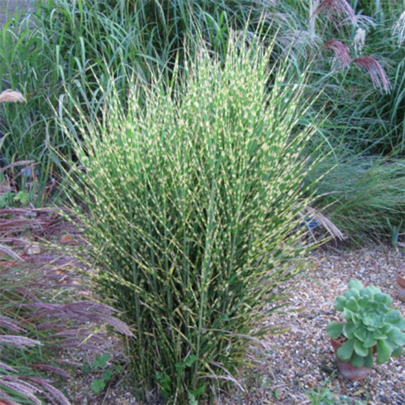 Miscanthus sinensis Gold Bar (Plant habit)