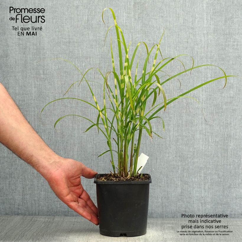 Example of Miscanthus sinensis Gold Bar Vaso da 2L/3L as you get in printemps