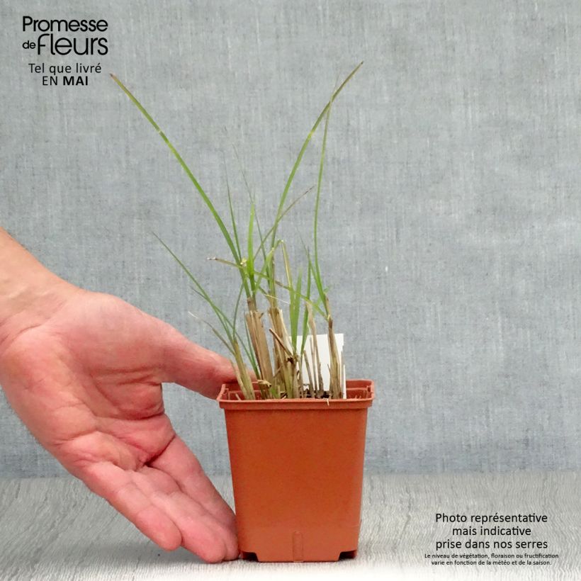 Miscanthus sinensis Graziella Vasetto da 8/9 cm esemplare consegnato in primavera