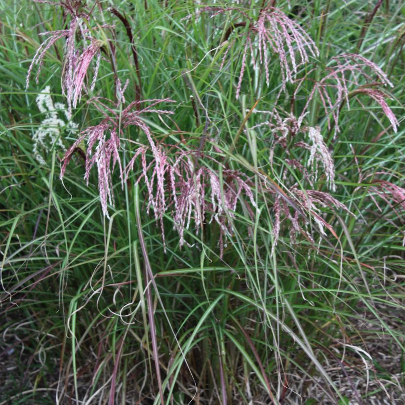 Miscanthus sinensis Kaskade (Plant habit)