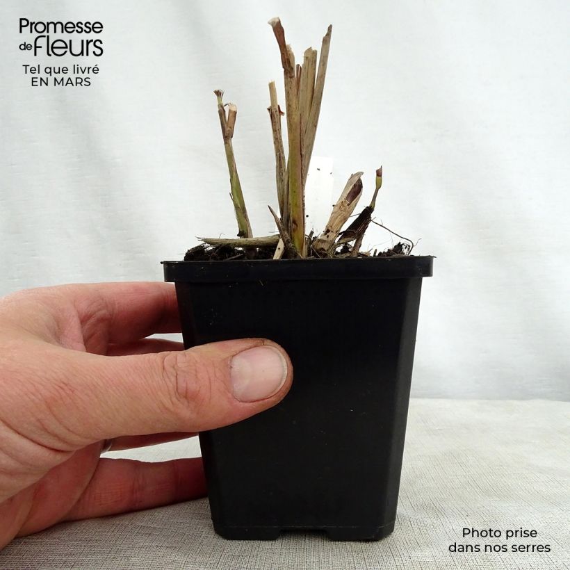 Example of Miscanthus sinensis Kaskade Vasetto da 8/9 cm as you get in printemps