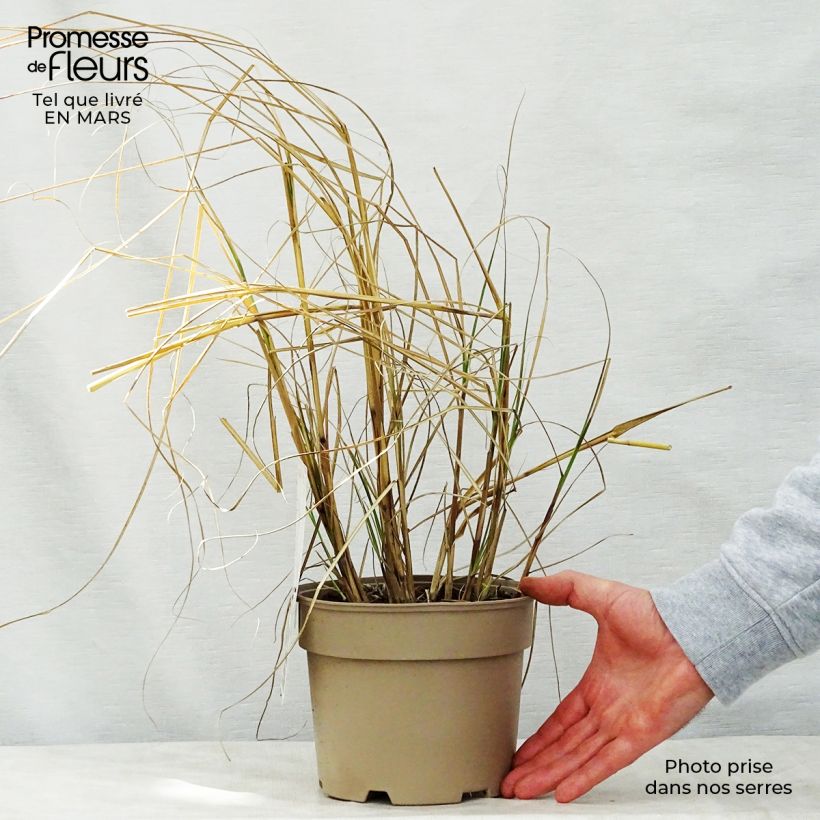 Example of Miscanthus sinensis Kleine Silberspinne Vaso da 4L/5L as you get in printemps
