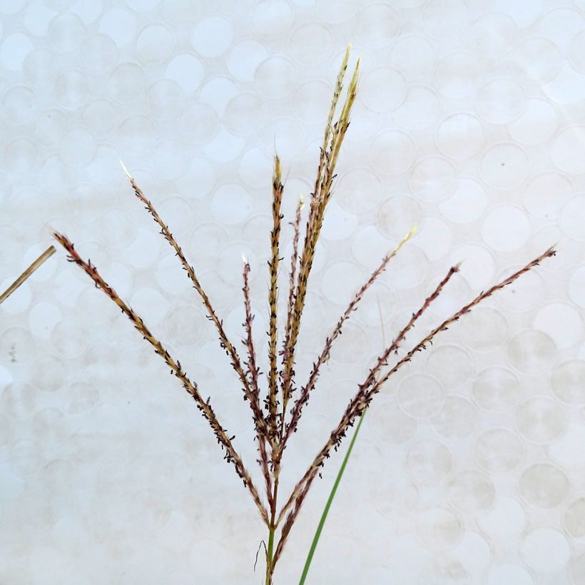 Miscanthus sinensis Kleine Silberspinne (Flowering)