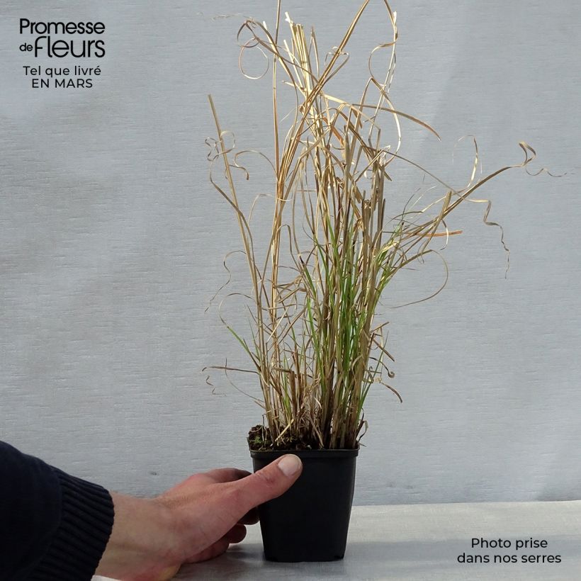 Example of Miscanthus sinensis Kleine Silberspinne Vasetto da 8/9 cm as you get in printemps