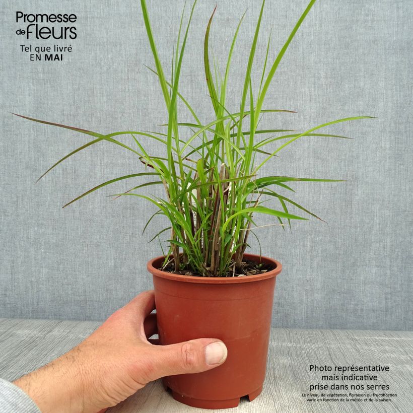 Example of Miscanthus sinensis Kleine Silberspinne Vaso da 1L/1,5L as you get in printemps
