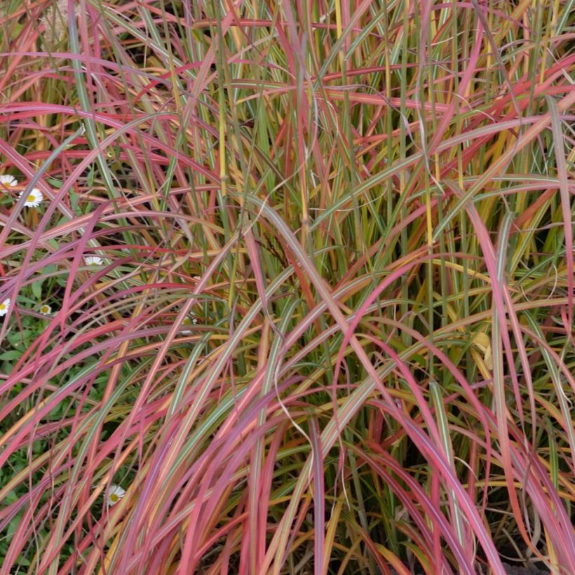 Miscanthus sinensis Little Miss (Fogliame)