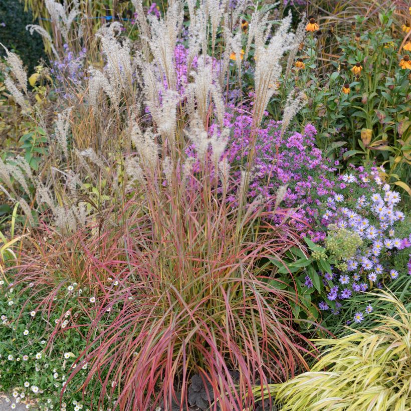 Miscanthus sinensis Little Miss (Porto)